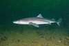 Spiny dogfish (Squalus acanthias)