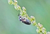 Common pine sawfly (Diprion pini)