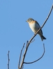 Brambling (Fringilla montifringilla)