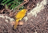 Golden bowerbird (Prionodura newtoniana)
