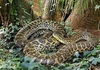 Yellow anaconda (Eunectes notaeus)