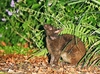 Amami rabbit (Pentalagus furnessi)