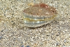 Queen scallop (Aequipecten opercularis)
