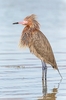 Reddish egret (Egretta rufescens)