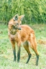 Maned wolf (Chrysocyon brachyurus)