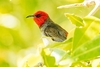 Red-headed honeyeater (Myzomela erythrocephala)