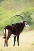 Sable antelope (Hippotragus niger)