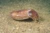 Pink cuttlefish (Sepia orbignyana)