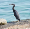 Pacific reef heron (Egretta sacra)