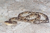 Terciopelo (Bothrops asper)