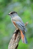 Siberian jay (Perisoreus infaustus)