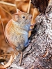 Northern red-backed vole (Clethrionomys rutilus)
