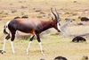 Bontebok (Damaliscus pygargus)