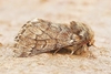 Pine processionary moth (Thaumetopoea pityocampa)