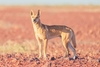 Dingo (Canis dingo)