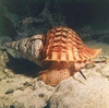 Triton's trumpet (Charonia tritonis)