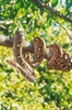 Reticulated python (Python reticulatus)