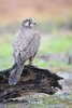 Saker falcon (Falco cherrug)