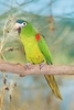 Red-shouldered macaw (Diopsittaca nobilis)