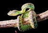 Blotched palm-pit viper (Bothriechis supraciliaris)