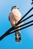 Seychelles kestrel (Falco araeus)