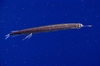 Scaly dragonfish (Stomias boa)