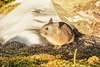 Royle's pika (Ochotona roylei)