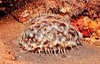 Tiger cowrie (Cypraea tigris)