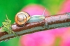 Grove snail (Cepaea nemoralis)