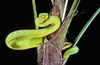 White-lipped pit viper (Trimeresurus albolabris)