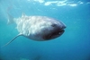 Megamouth shark (Megachasma pelagios)