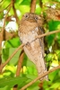Sri Lanka frogmouth (Batrachostomus moniliger)