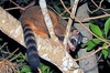 Crab-eating raccoon (Procyon cancrivorus)