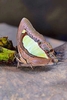 Common nawab butterfly (Polyura athamas)