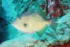 Grey triggerfish (Balistes capriscus)