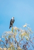 Plumbeous kite (Ictinia plumbea)