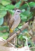 Yellow-vented bulbul (Pycnonotus goiavier)