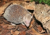 Lesser hedgehog tenrec (Echinops telfairi)