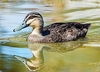 Pacific black duck (Anas superciliosa)