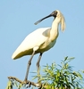 Royal spoonbill (Platalea regia)