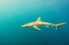 Copper shark (Carcharhinus brachyurus)