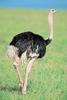 Ostrich