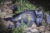 Asian palm civet (Paradoxurus hermaphroditus)