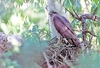 American goshawk (Accipiter atricapillus)