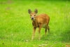 Chinese water deer (Hydropotes inermis)