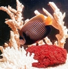 Emperor angelfish (Pomacanthus imperator)