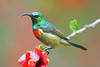 Eastern double-collared sunbird (Cinnyris mediocris)