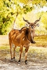 Giant eland (Taurotragus derbianus)