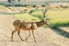 Swamp deer (Cervus duvauceli)