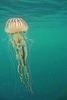 Compass jellyfish (Chrysaora hysoscella)